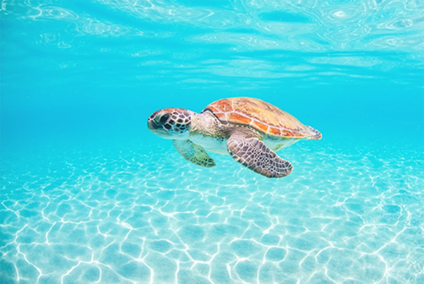 Green sea turtle in the clear waters of the Cayman Islands
